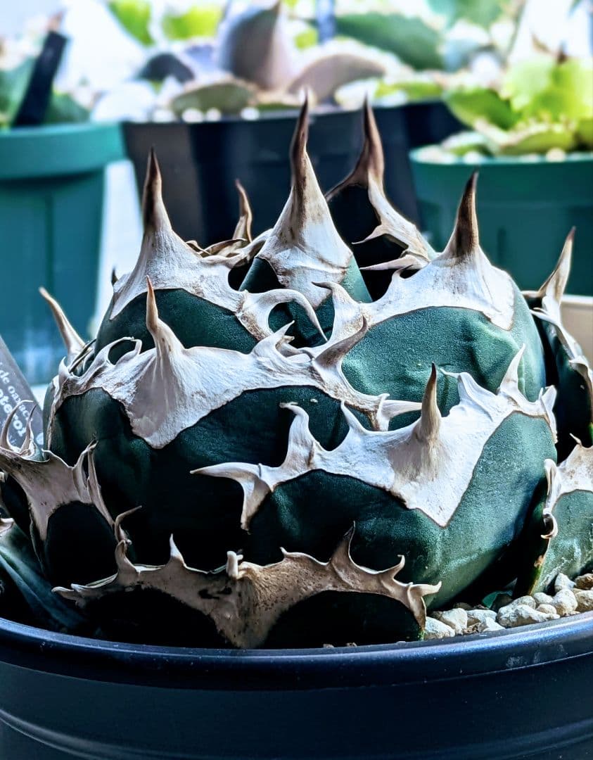 アガベ　オアハカ現地球　コヨーテ産