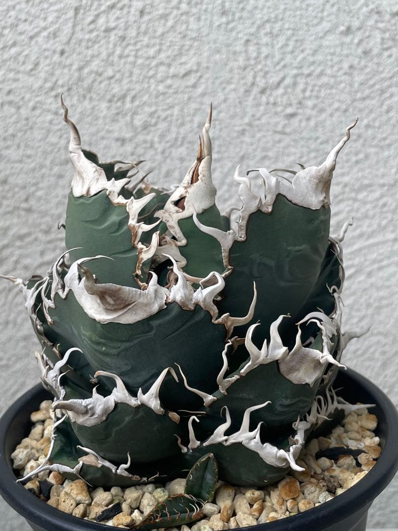 アガベ チタノタ BAKEMONO 悪魔くん バケモノ 子株①