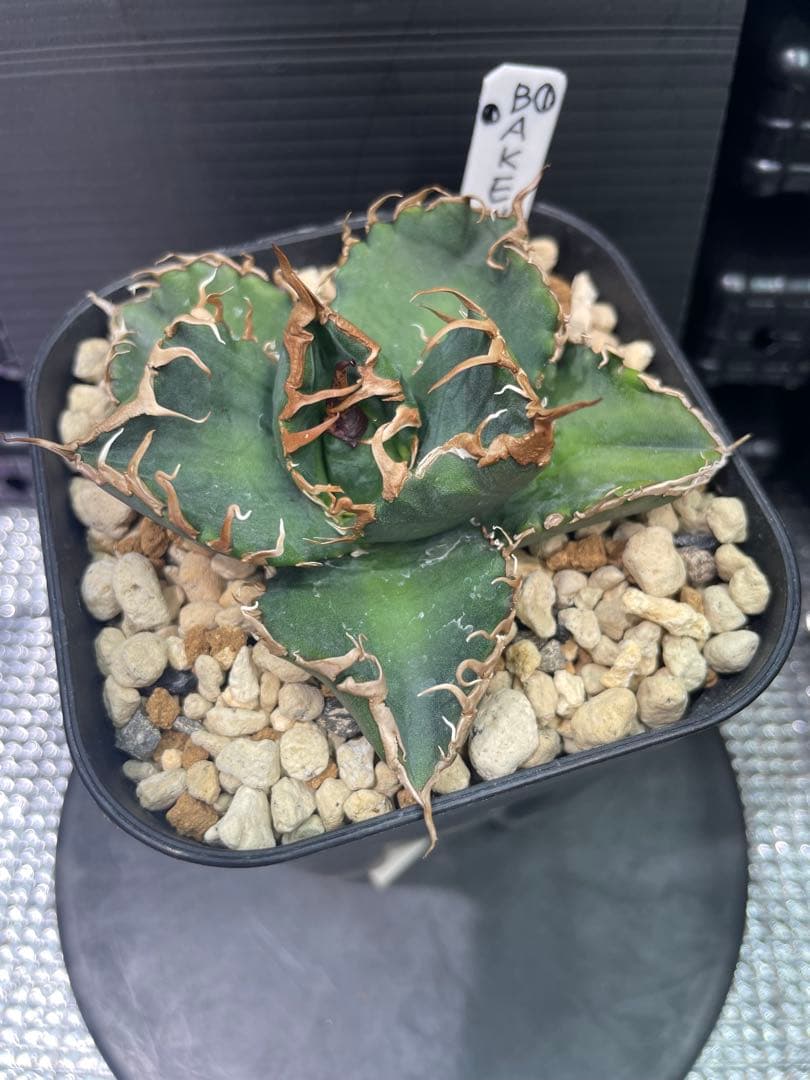 アガベ チタノタ BAKEMONO 悪魔くん バケモノ 子株①