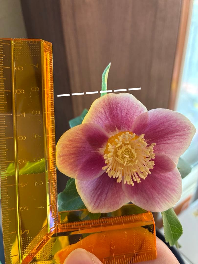 ♡広瀬園芸♡ S Sピンクぼかし　イエローネクタリ ソレイユ系