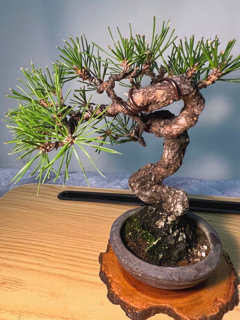 黒松　古木　変わり木