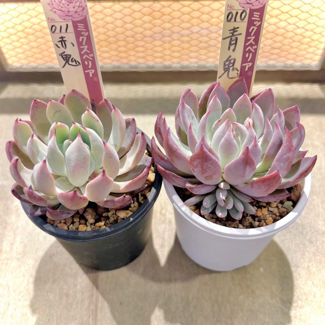 札付き　赤鬼　青鬼　抜き苗セット　多肉植物　エケベリア　ミックスベリア