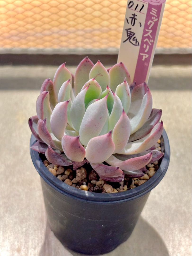 札付き　赤鬼　青鬼　抜き苗セット　多肉植物　エケベリア　ミックスベリア