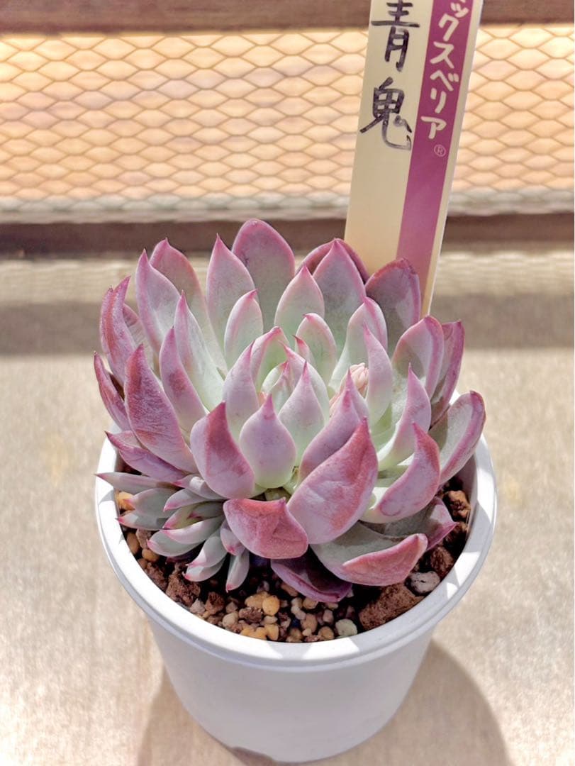 札付き　赤鬼　青鬼　抜き苗セット　多肉植物　エケベリア　ミックスベリア