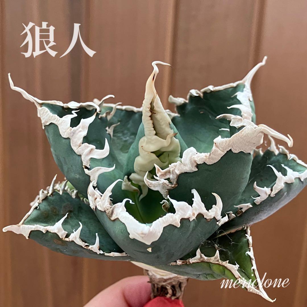 佐*木様 【週末オークション】特選　サイズ特大　白棘　アガべ　狼人　TC