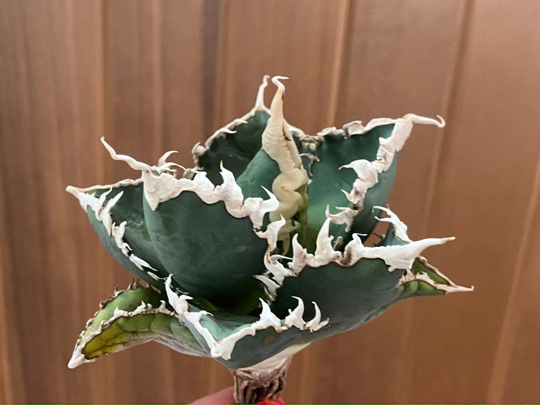 佐*木様 【週末オークション】特選　サイズ特大　白棘　アガべ　狼人　TC