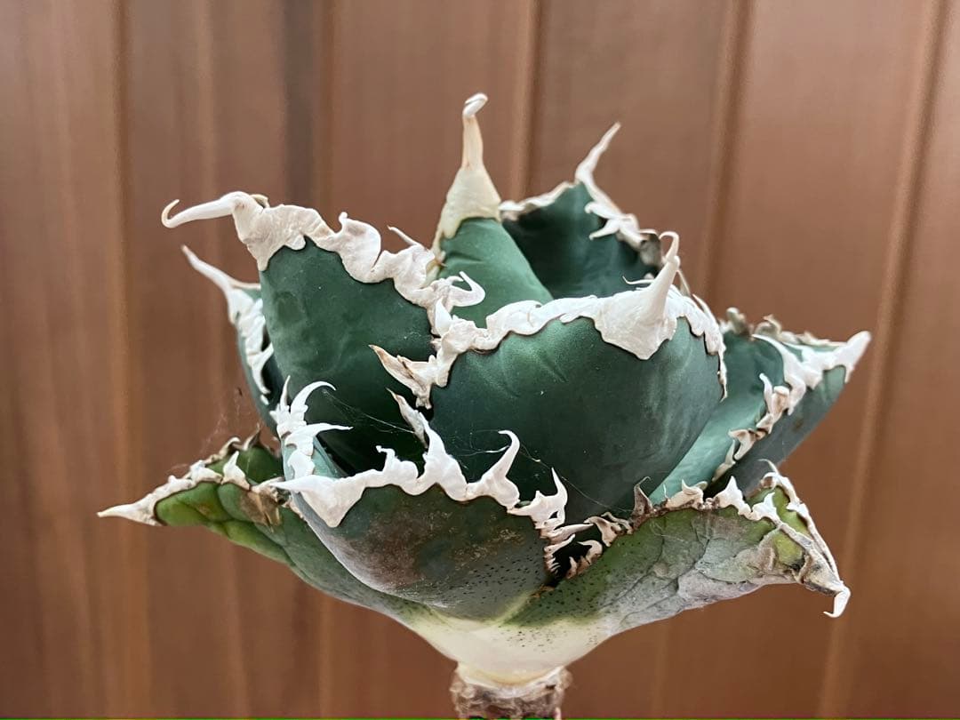 佐*木様 【週末オークション】特選　サイズ特大　白棘　アガべ　狼人　TC