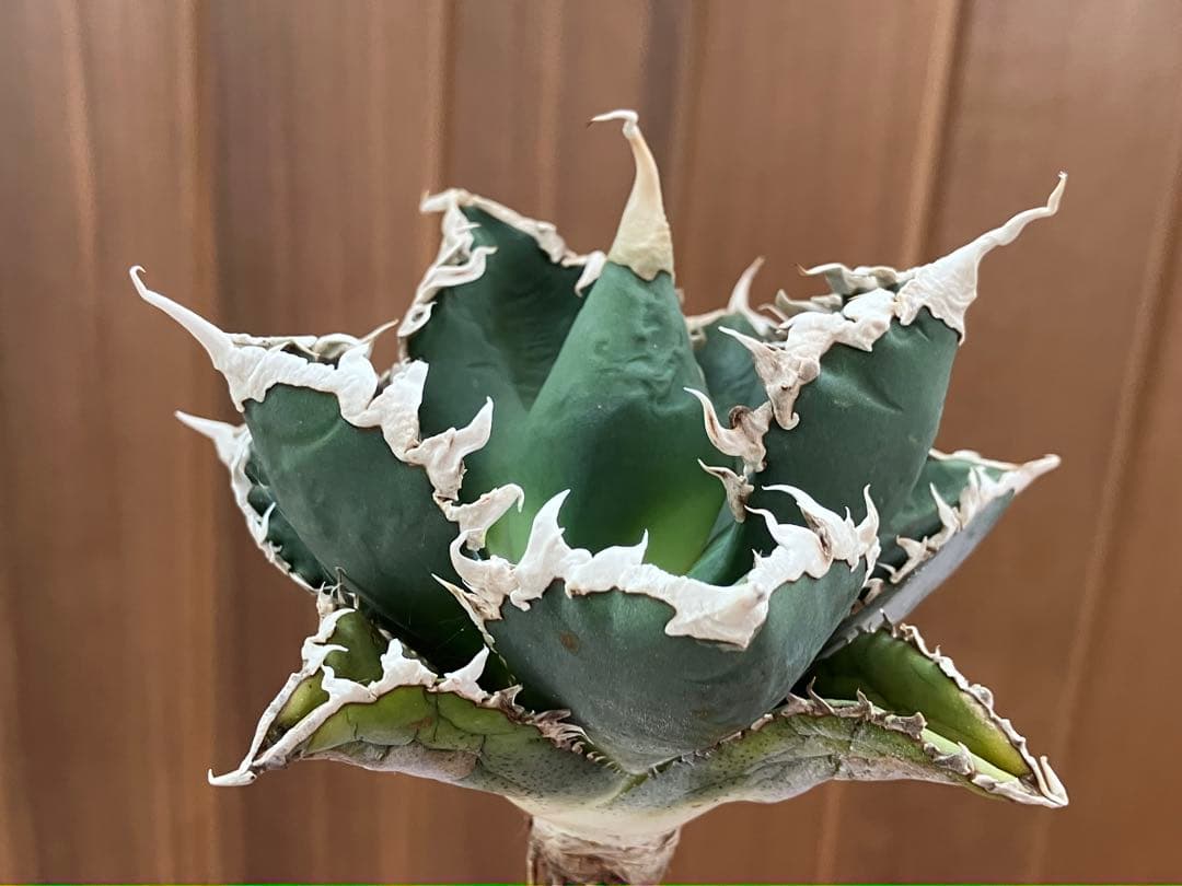 佐*木様 【週末オークション】特選　サイズ特大　白棘　アガべ　狼人　TC