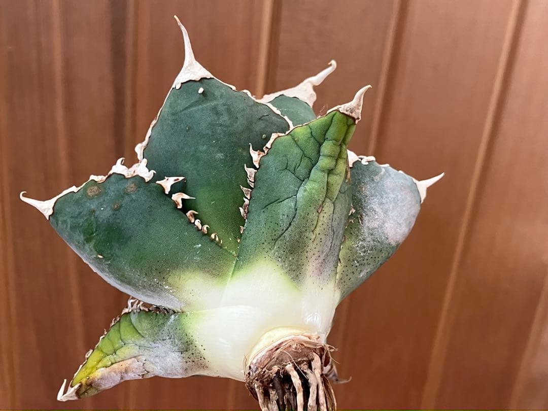 佐*木様 【週末オークション】特選　サイズ特大　白棘　アガべ　狼人　TC