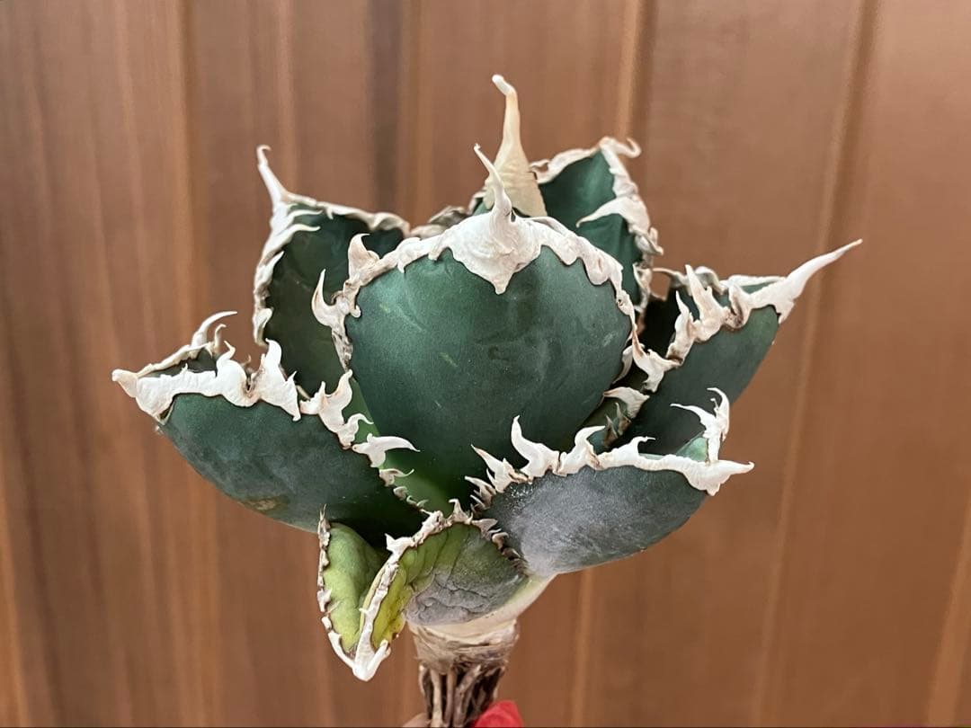 佐*木様 【週末オークション】特選　サイズ特大　白棘　アガべ　狼人　TC