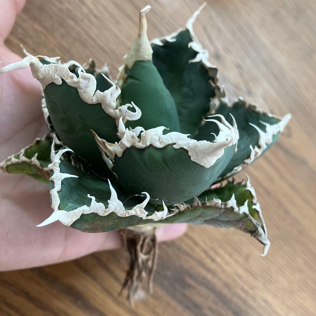 佐*木様 【週末オークション】特選　サイズ特大　白棘　アガべ　狼人　TC