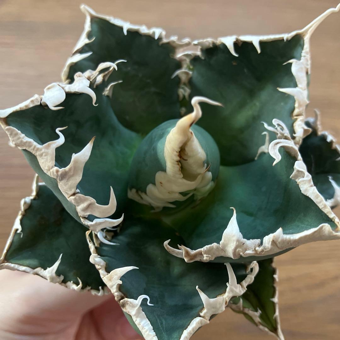 佐*木様 【週末オークション】特選　サイズ特大　白棘　アガべ　狼人　TC