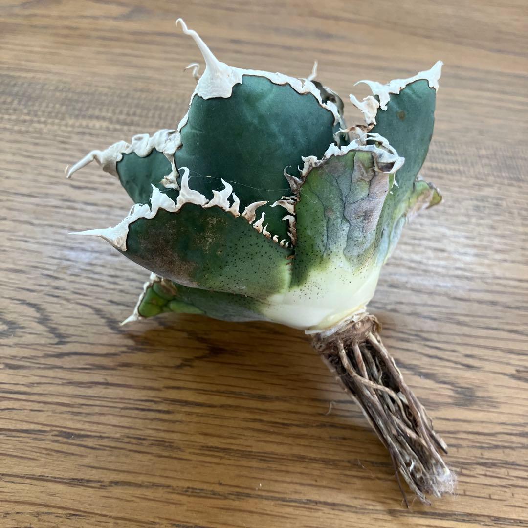 佐*木様 【週末オークション】特選　サイズ特大　白棘　アガべ　狼人　TC