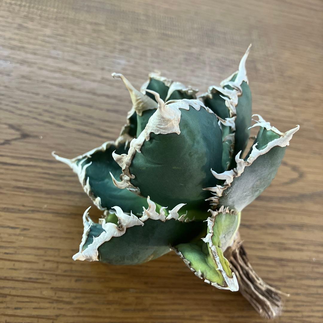 佐*木様 【週末オークション】特選　サイズ特大　白棘　アガべ　狼人　TC