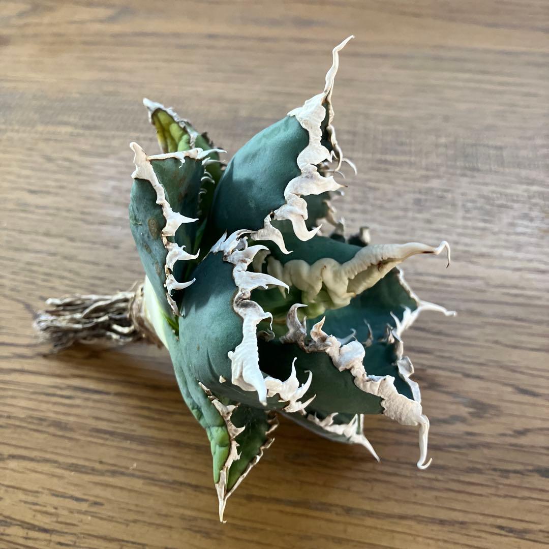 佐*木様 【週末オークション】特選　サイズ特大　白棘　アガべ　狼人　TC