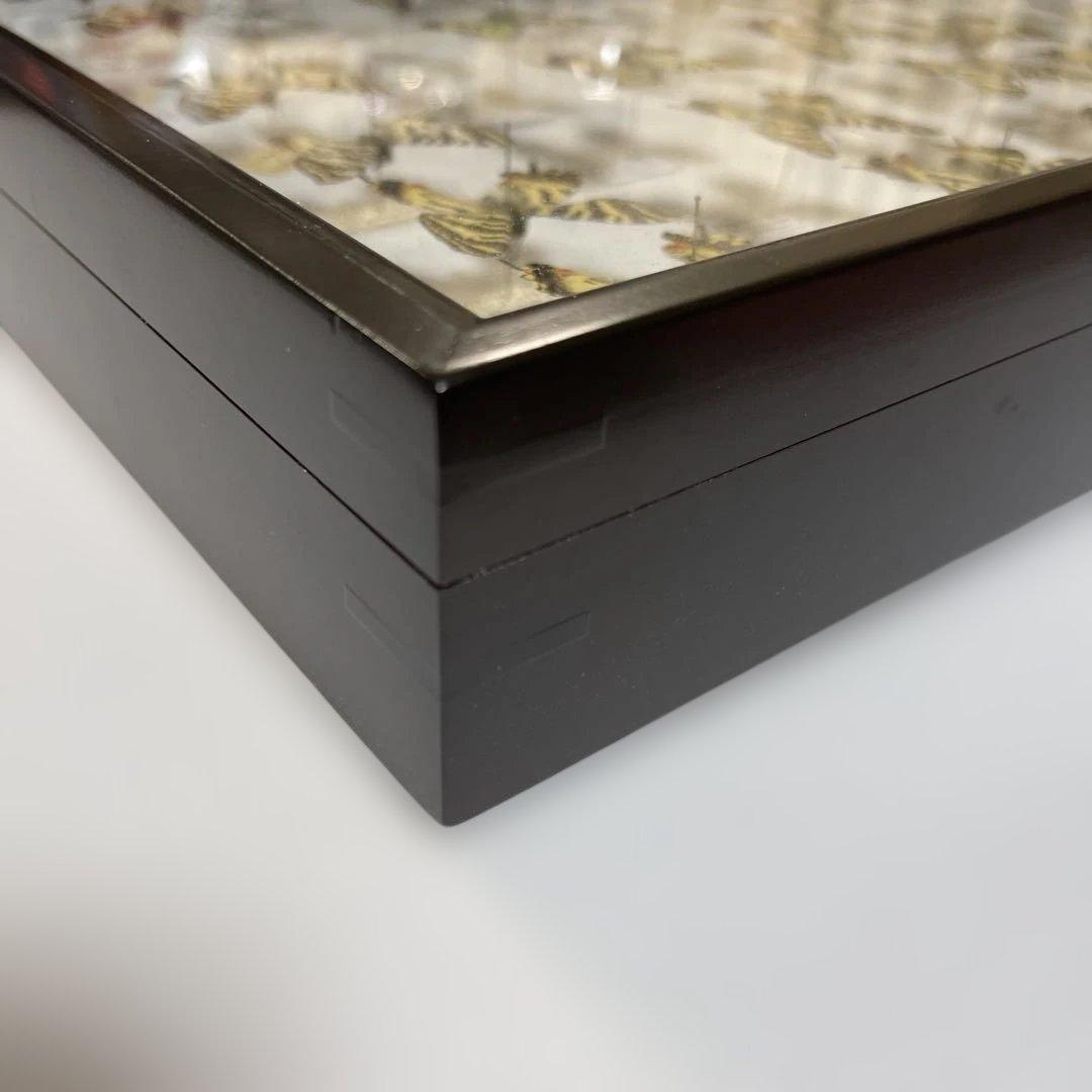 ギフチョウ　ドイツ箱入り