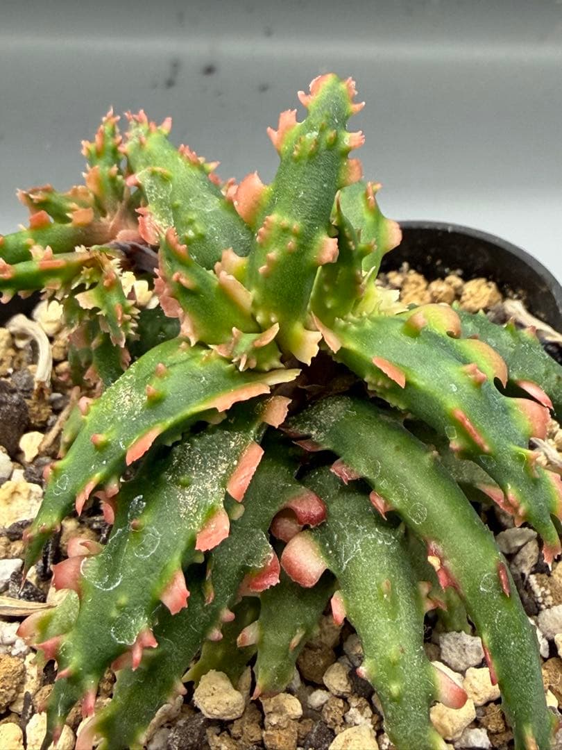 アロエ　ハイブリッド　Aloe hybrid 第四種　Fe−13