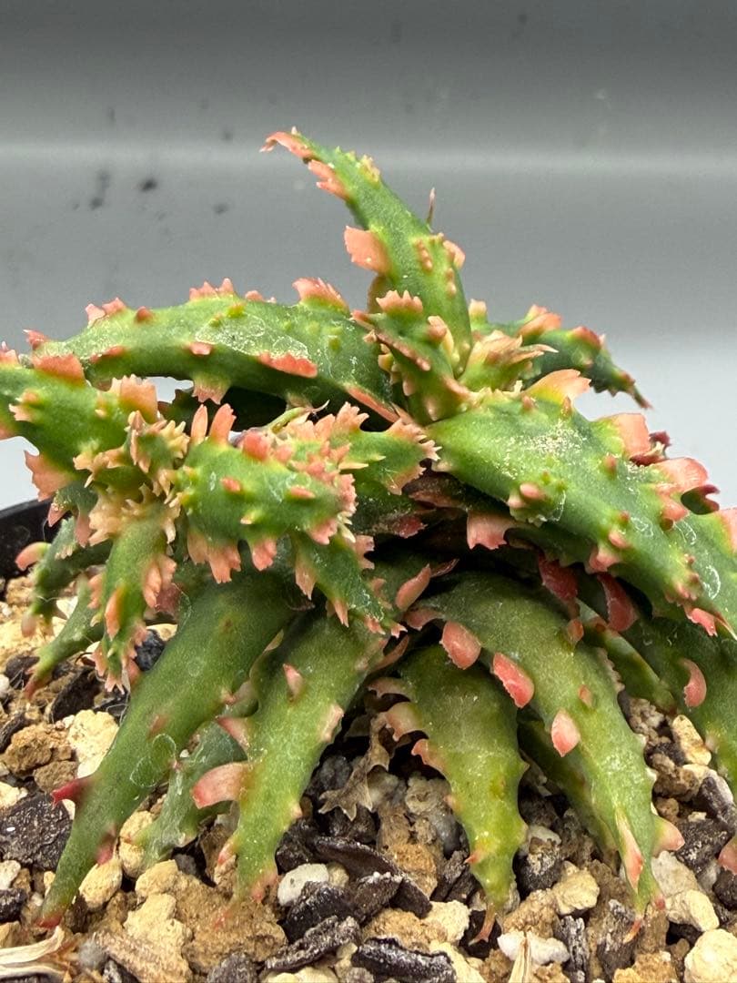 アロエ　ハイブリッド　Aloe hybrid 第四種　Fe−13