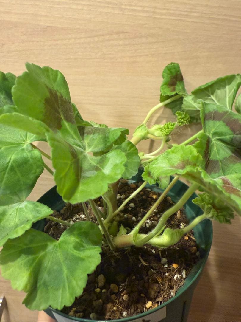 海外人気品種メガミゼラニウム苗