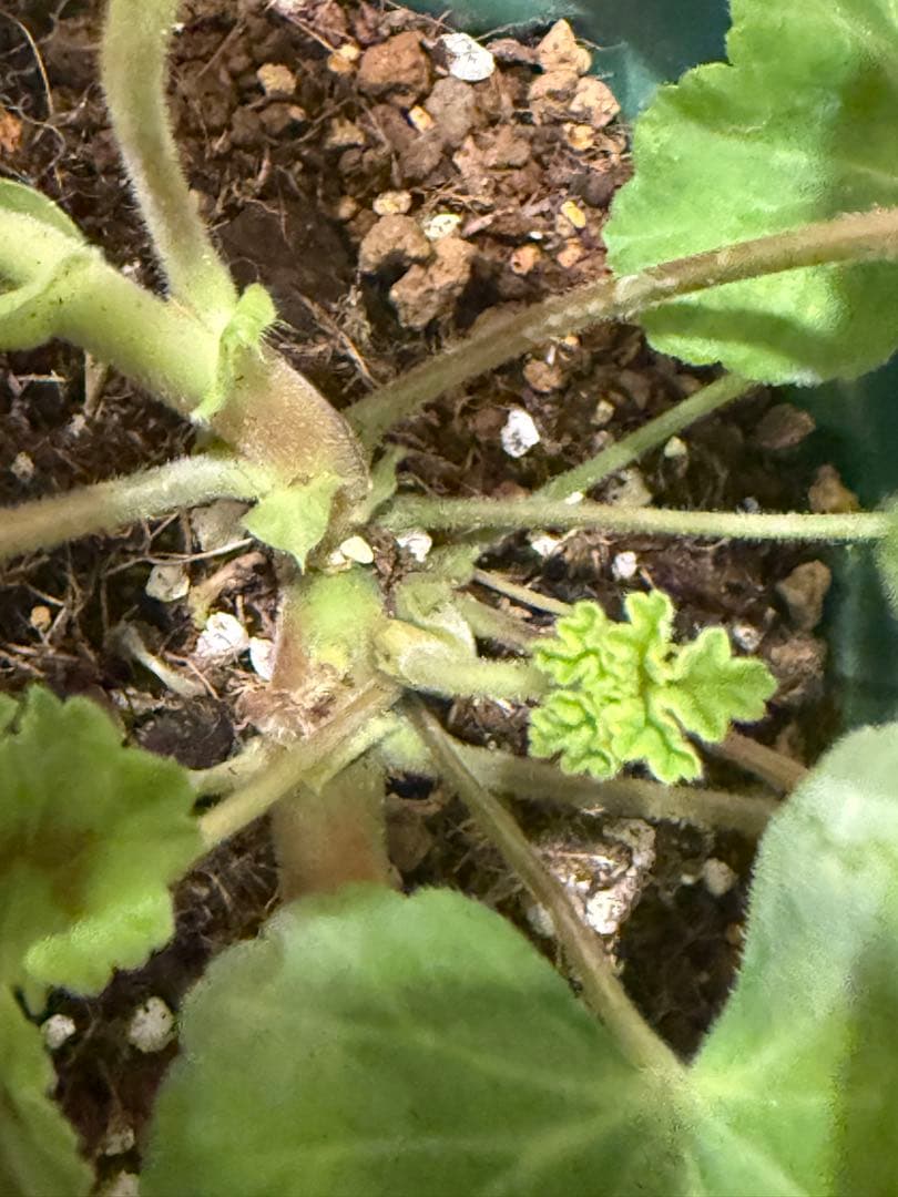 海外人気品種メガミゼラニウム苗