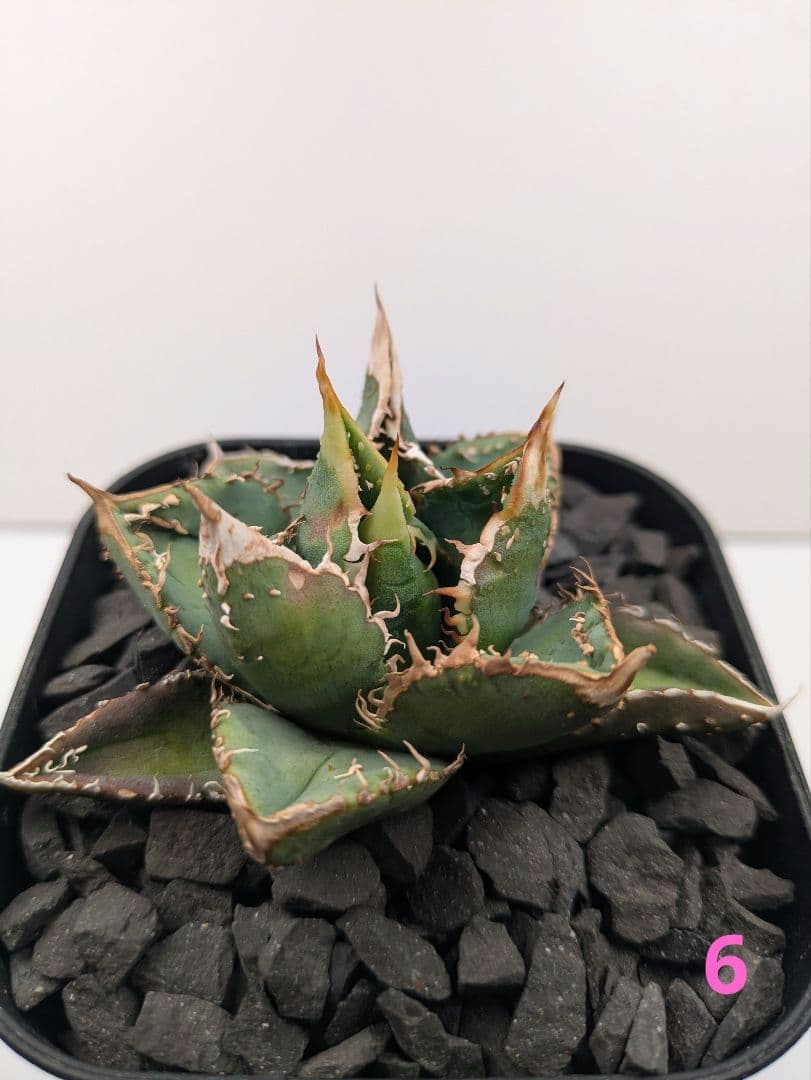 アガベ12株セット（麻花龍、氷雹、大白鯊、トリケラトプス、皇冠…etc）