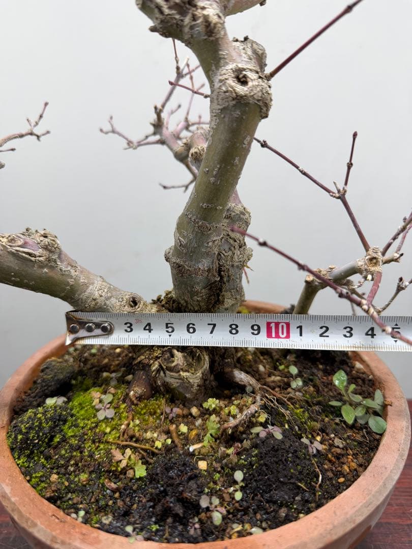 【ガチ盆栽】実生清玄 セイゲン　もみじ　品種保証