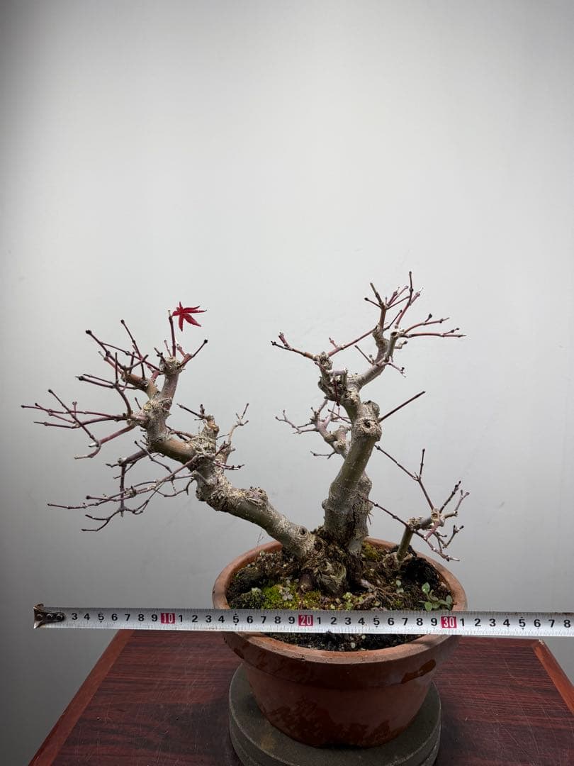 【ガチ盆栽】実生清玄 セイゲン　もみじ　品種保証