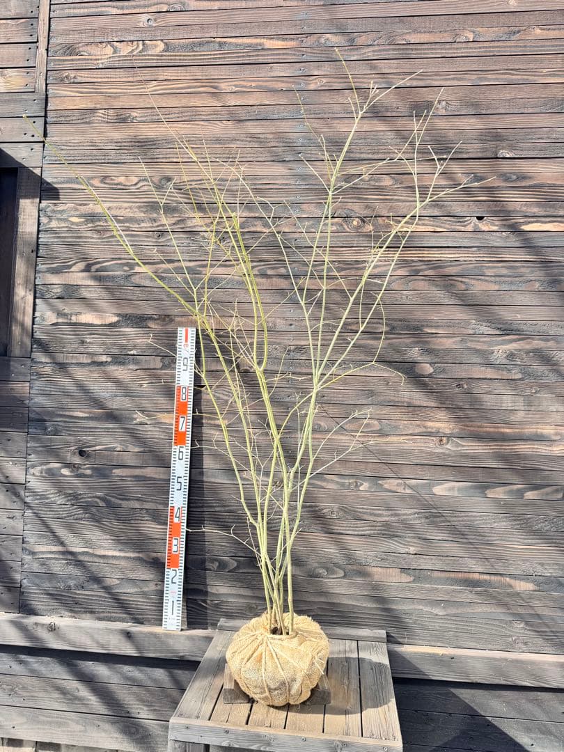 ヤマモミジ/山採り天然木【現品発送】管理70960