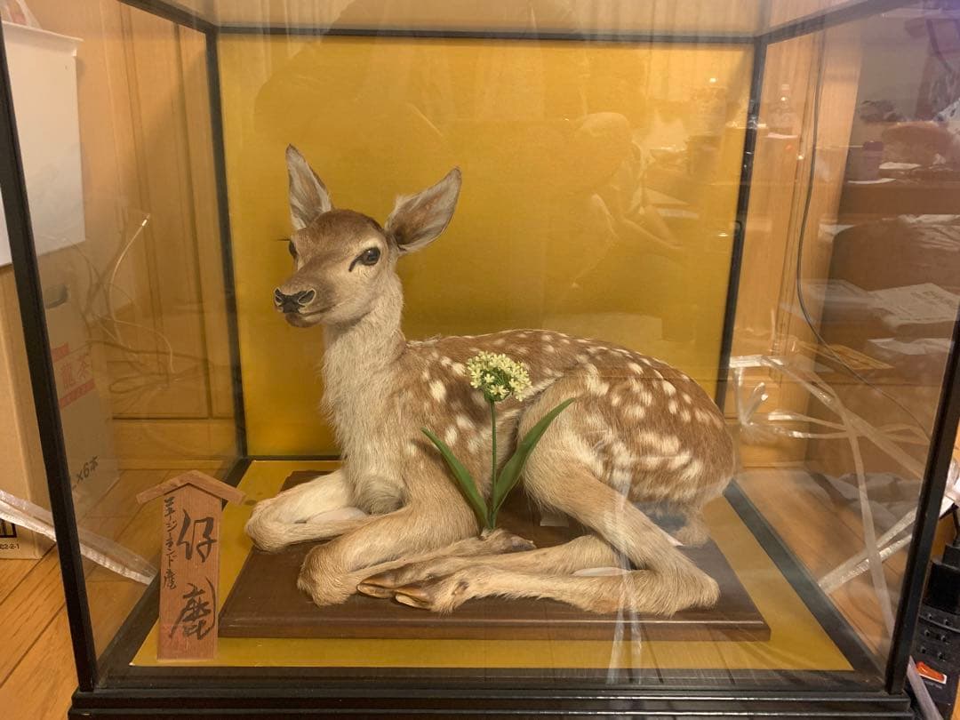 バンビ　仔鹿　剥製