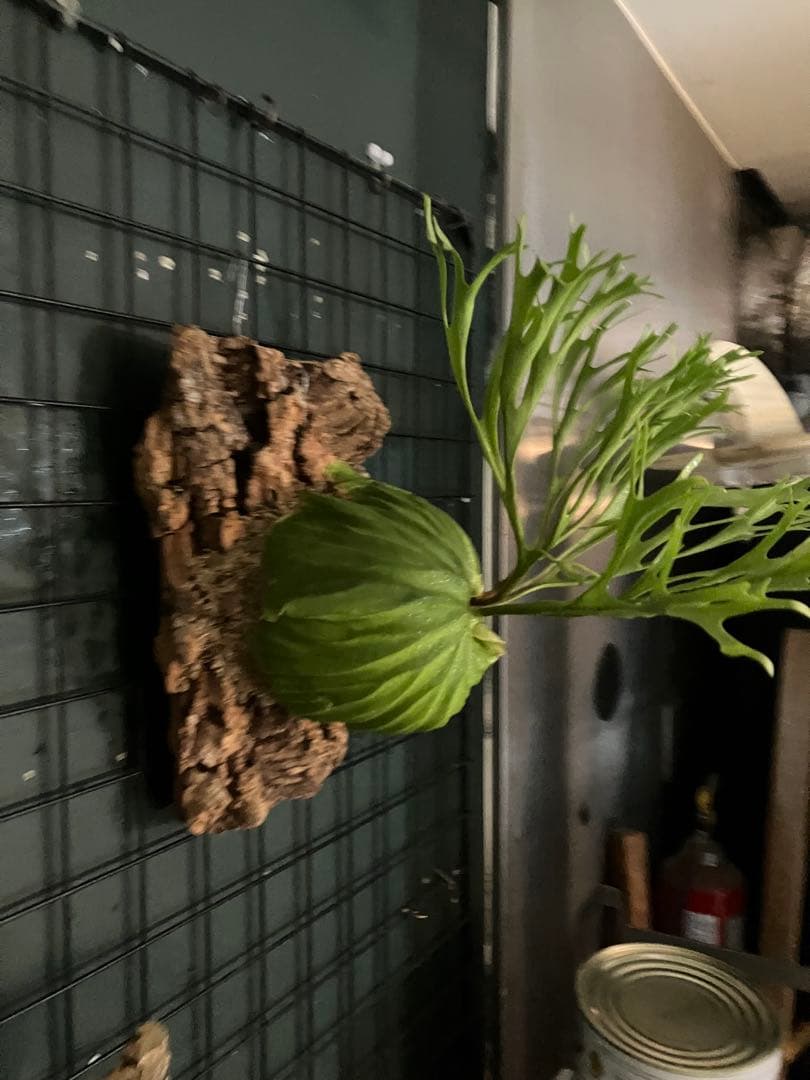 リドレイナノ　撒きビカクシダ