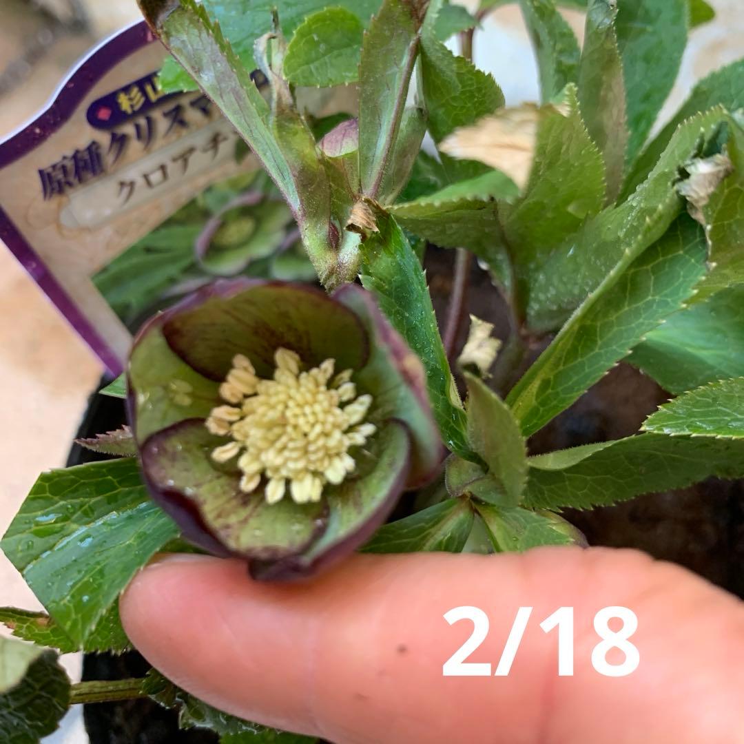 ★クリスマスローズ原種クロアチカス開花株現品★