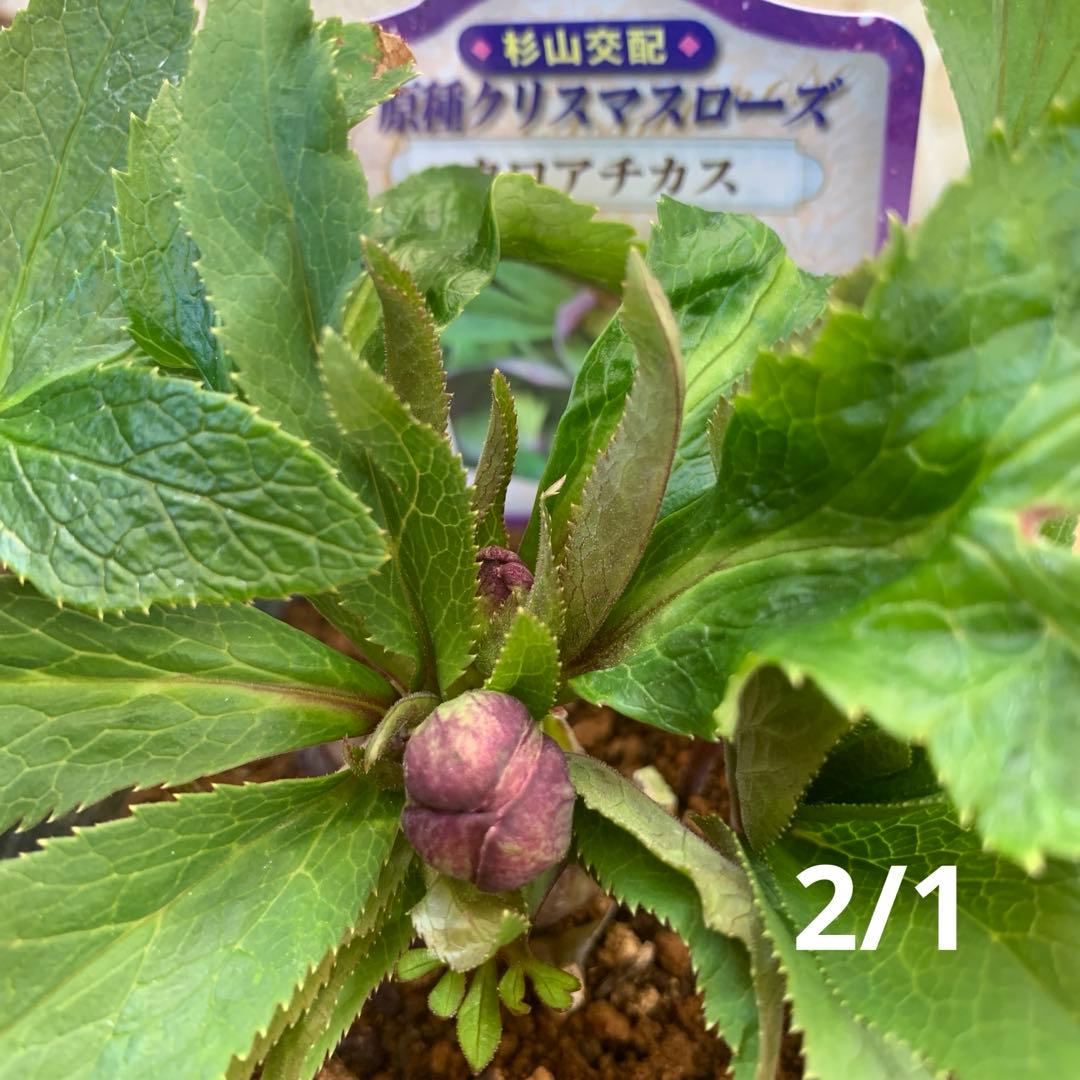 ★クリスマスローズ原種クロアチカス開花株現品★