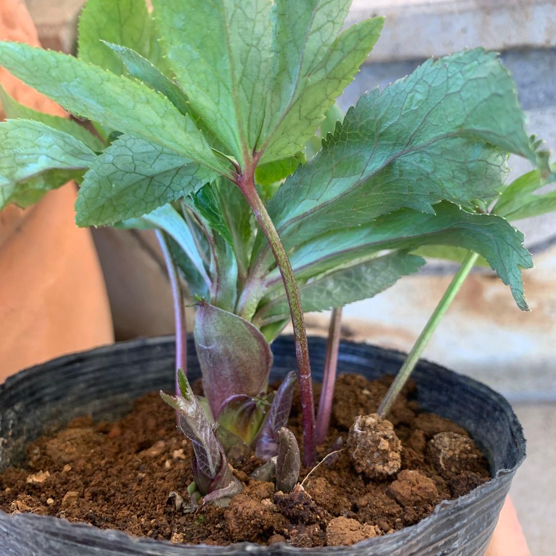 ★クリスマスローズ原種クロアチカス開花株現品★