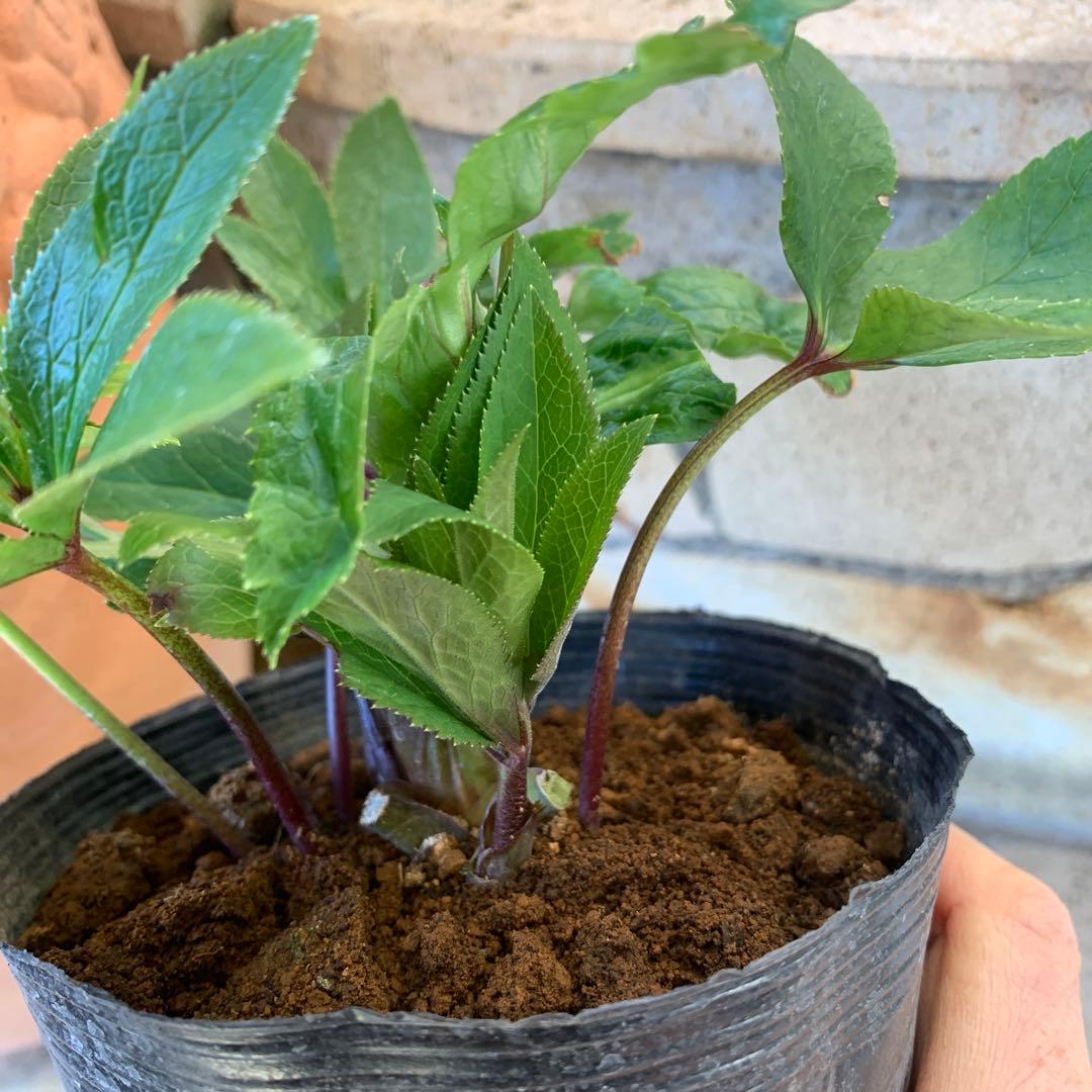 ★クリスマスローズ原種クロアチカス開花株現品★