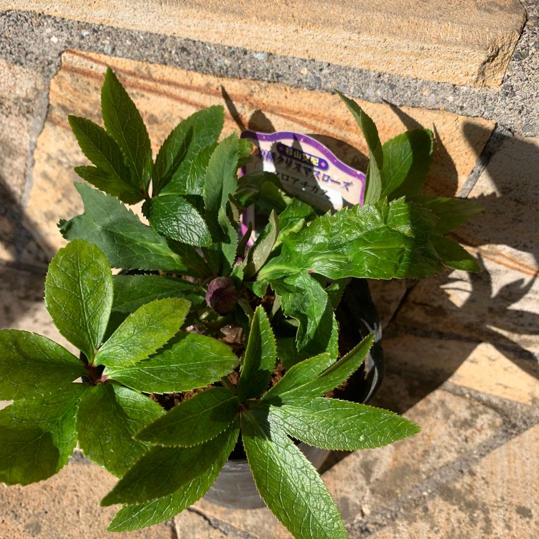 ★クリスマスローズ原種クロアチカス開花株現品★