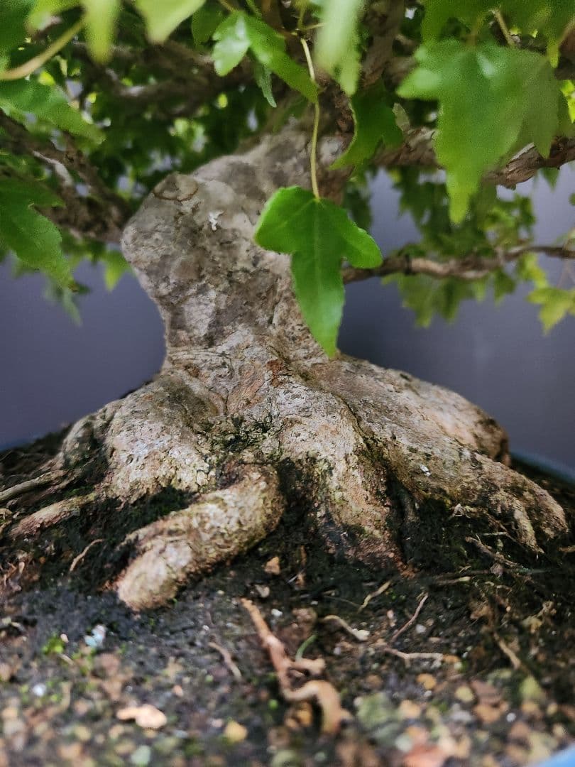 楓 かえで カエデ 楓盆栽 かえで盆栽 中品盆栽 紅葉