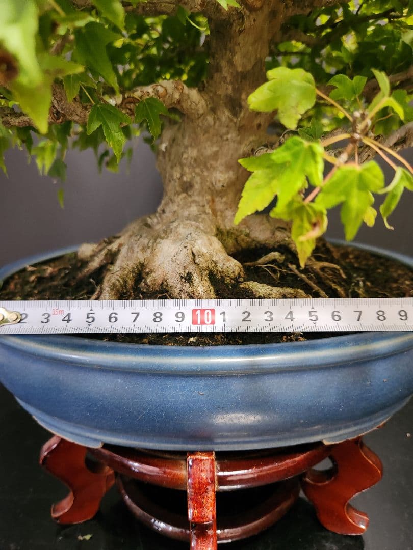 楓 かえで カエデ 楓盆栽 かえで盆栽 中品盆栽 紅葉