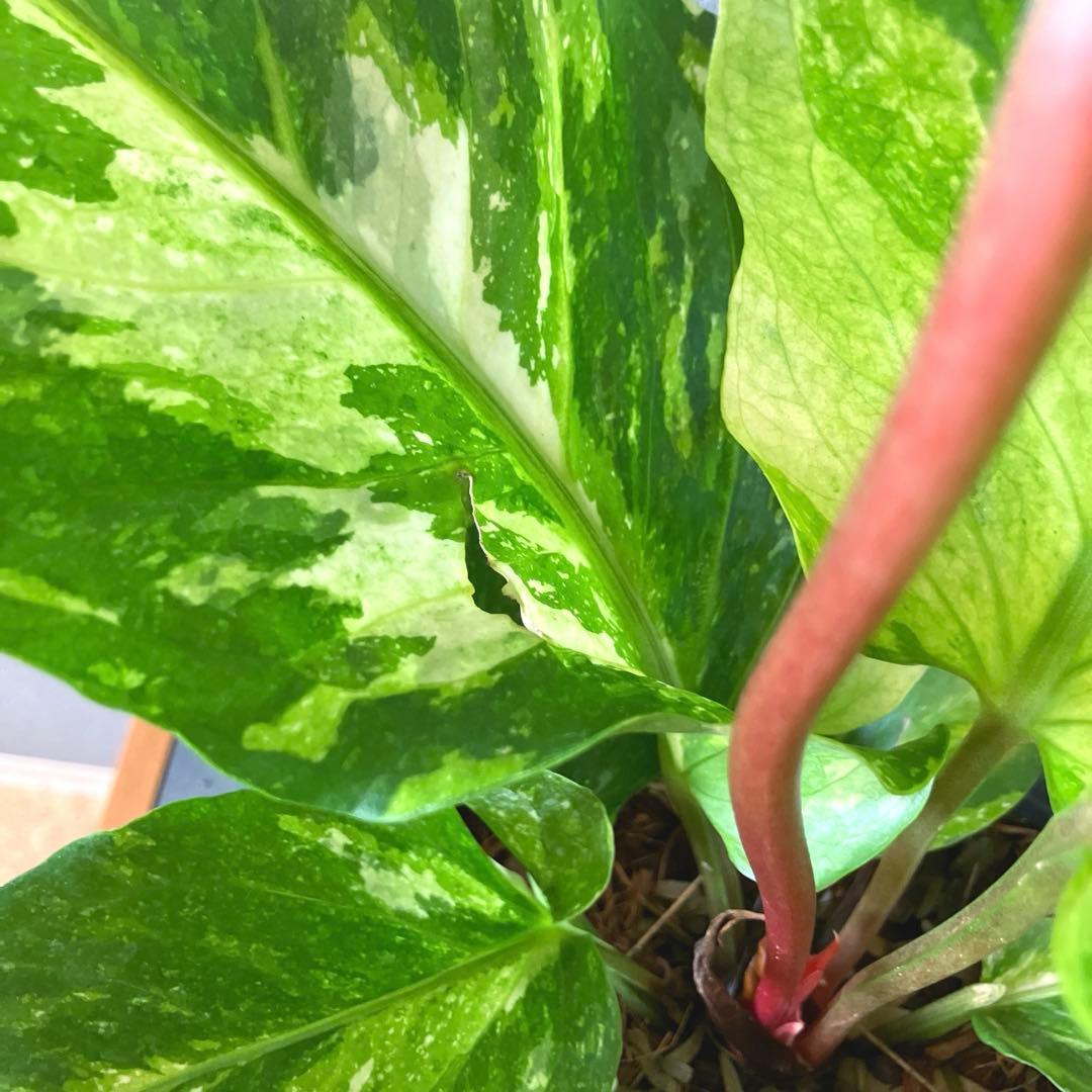 超希少❗️サイズ大❗️アンスリウム　ルネッサンス　斑入り✨