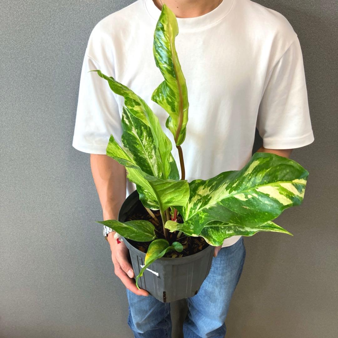 超希少❗️サイズ大❗️アンスリウム　ルネッサンス　斑入り✨