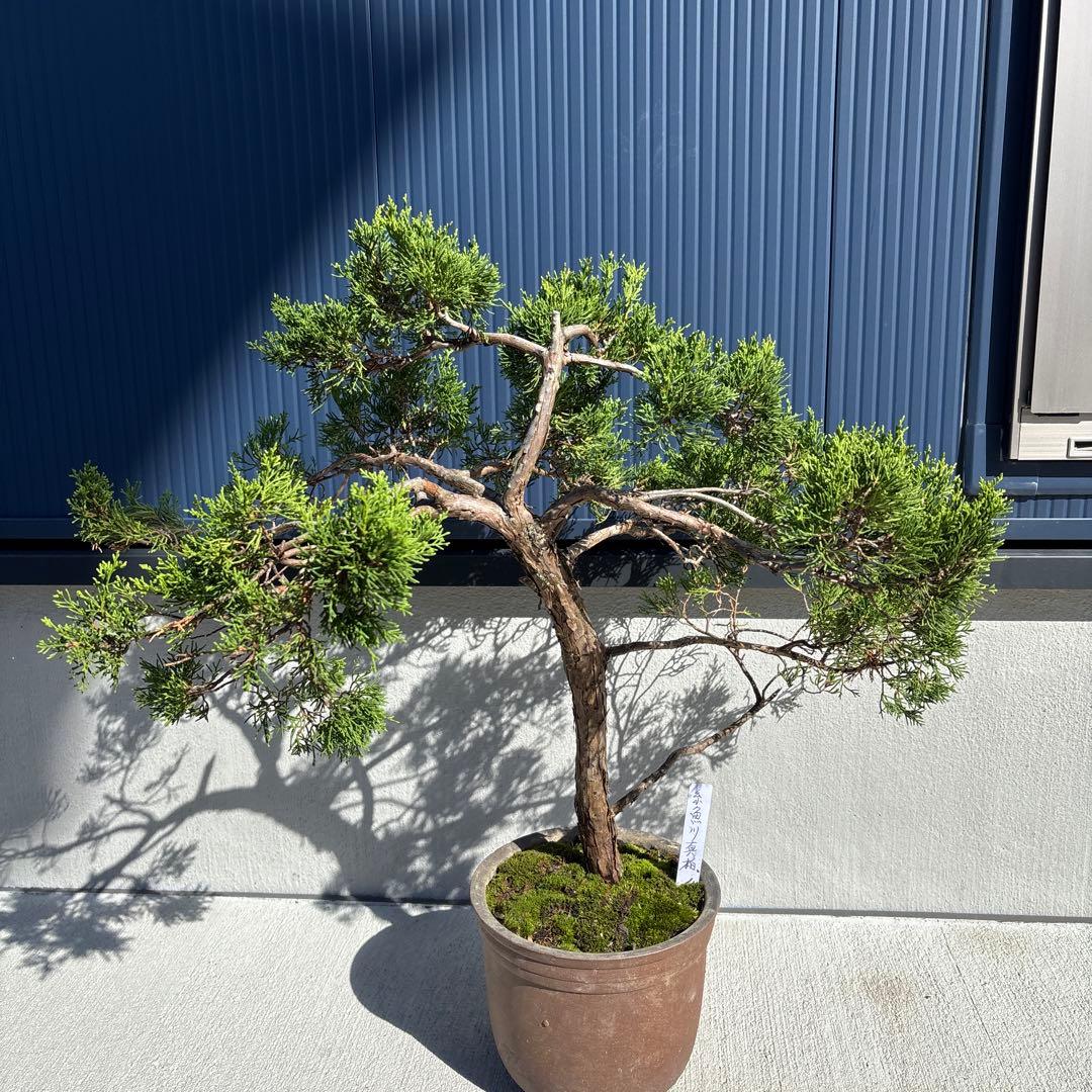 糸魚川真柏　真柏　盆栽