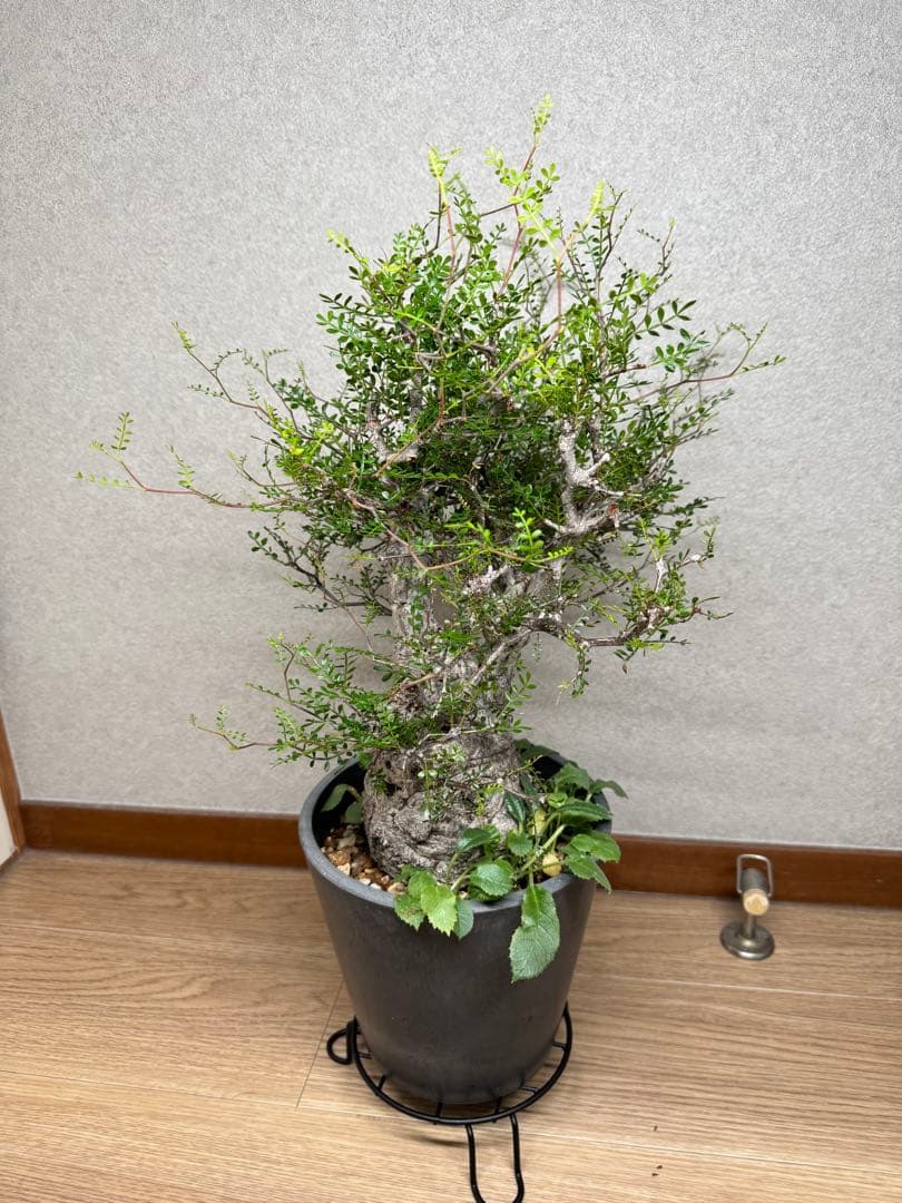 塊根植物・コーデックス Kawasakiz1