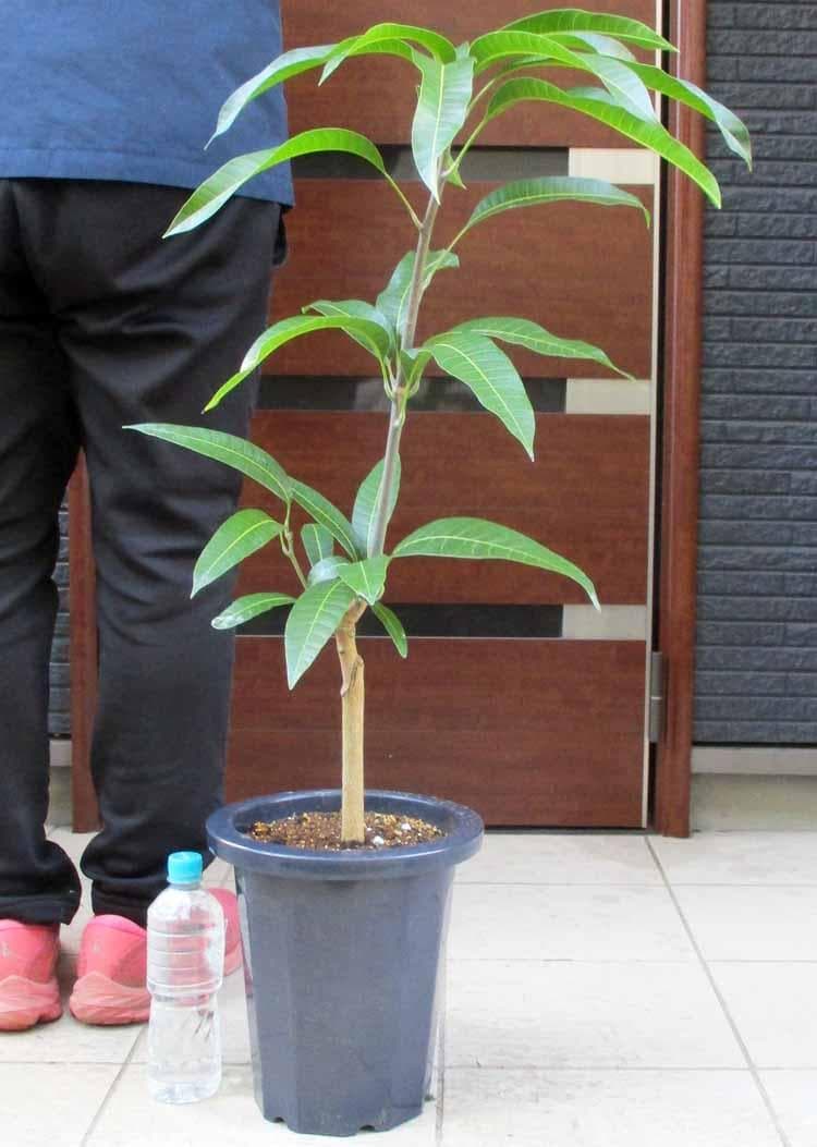 【現品】栽培量が少ない幻のマンゴー！玉文（ギョクブン）マンゴーの木　8号　FW番