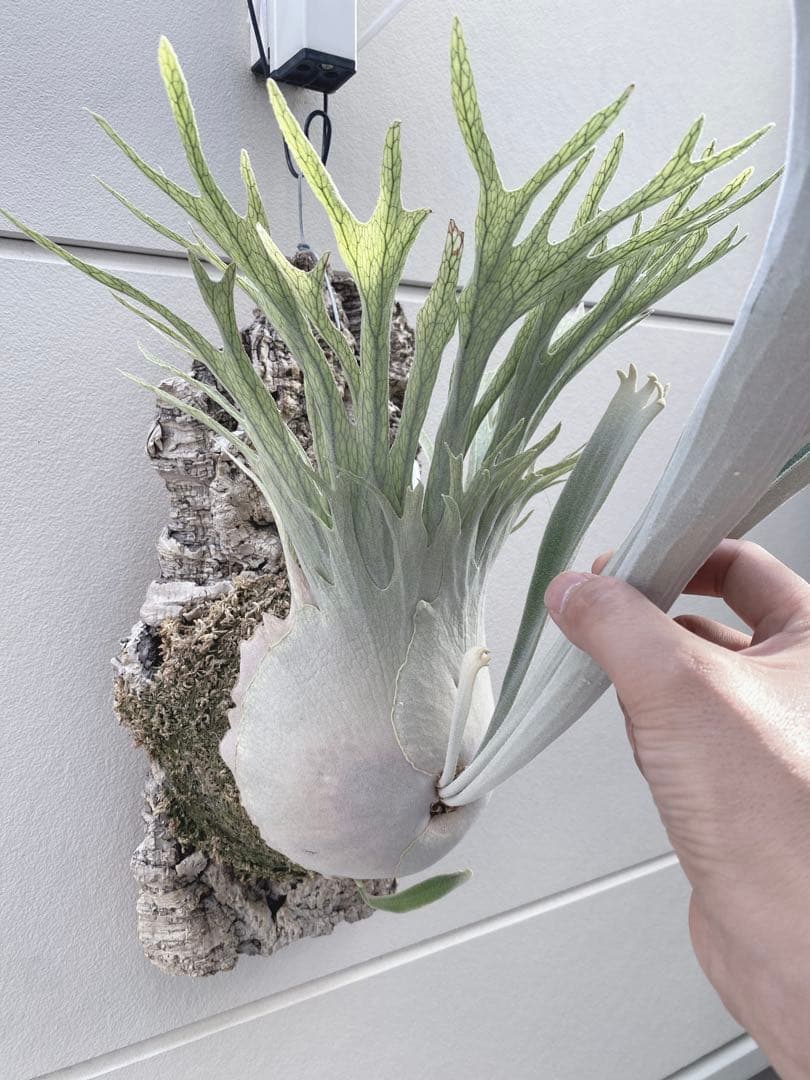 ビカクシダ　veitchii wild 美株