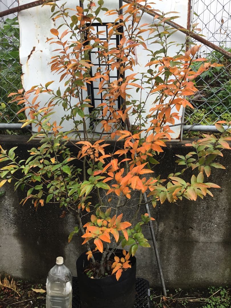 ヤマコウバシ　１３０センチ