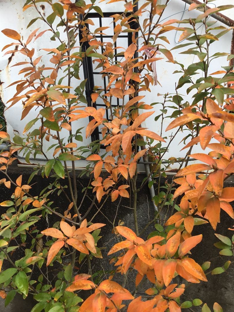 ヤマコウバシ　１３０センチ