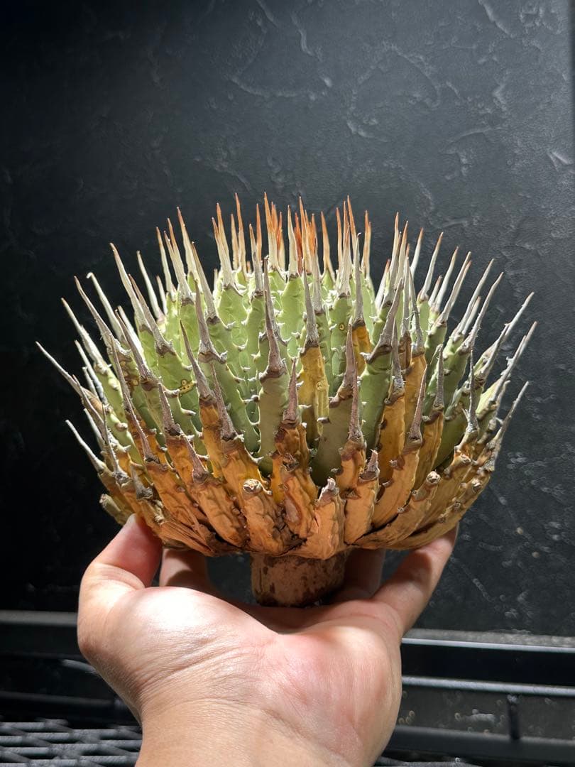 本日より３日間限定セール‼️ アガベユタエンシス　エボリスピナ　ベアルート株