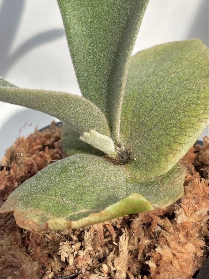 【メルカリ便】P. willinckii Nano×Golden boy 【67