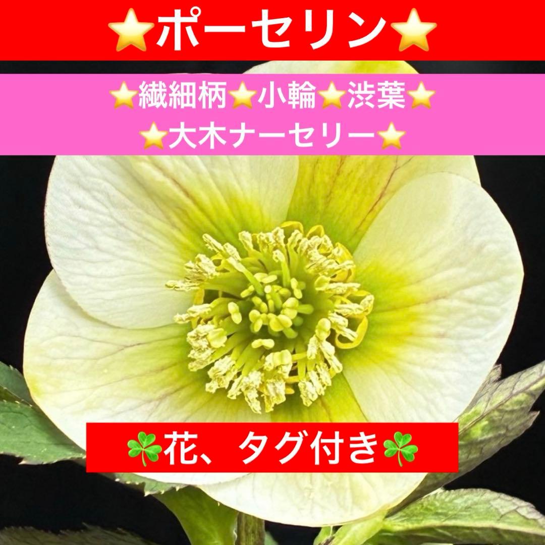 ま*ぎ様 3471☘️花、タグ付き☘️⭐️ポーセリン⭐️繊細柄⭐️小輪⭐️渋葉⭐