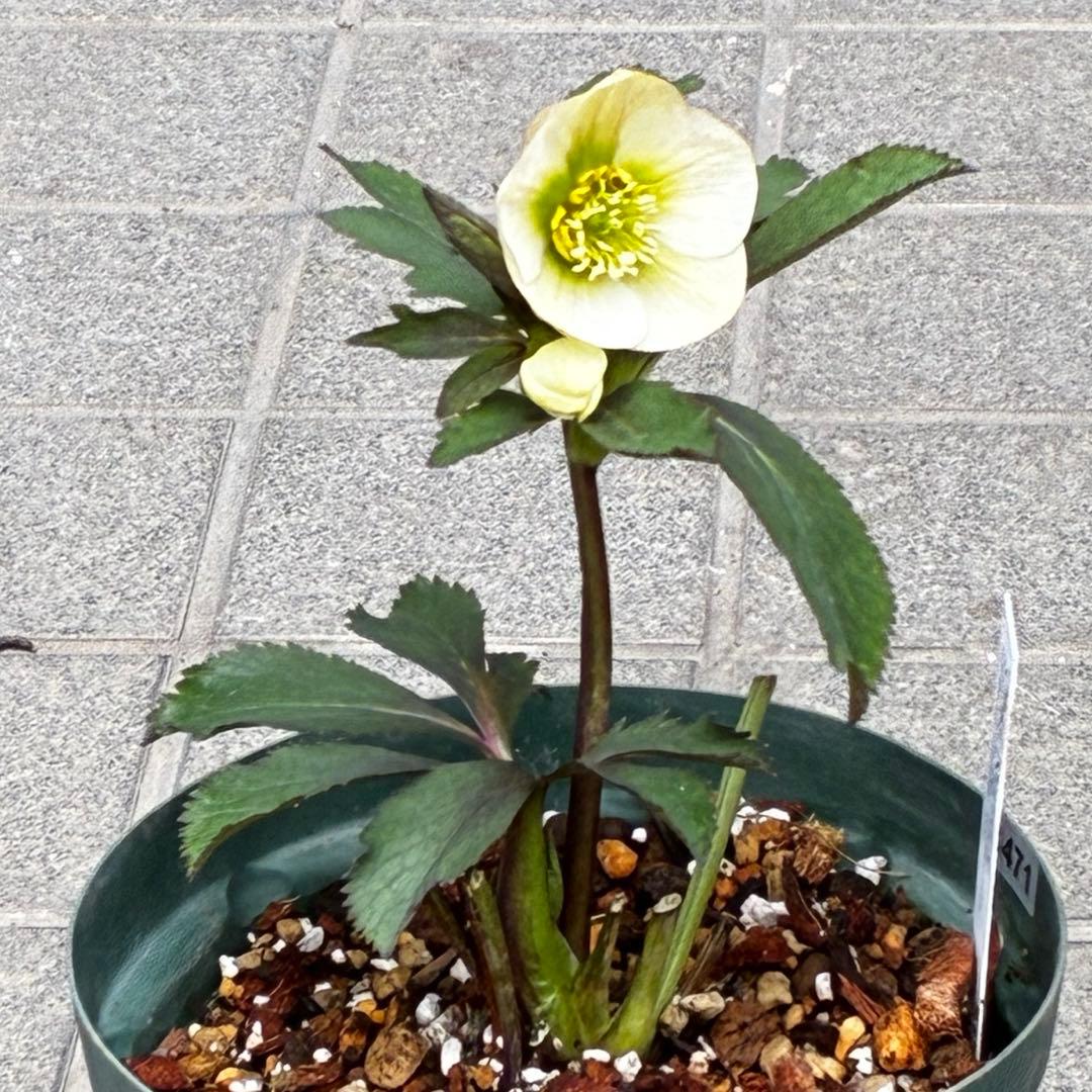 ま*ぎ様 3471☘️花、タグ付き☘️⭐️ポーセリン⭐️繊細柄⭐️小輪⭐️渋葉⭐