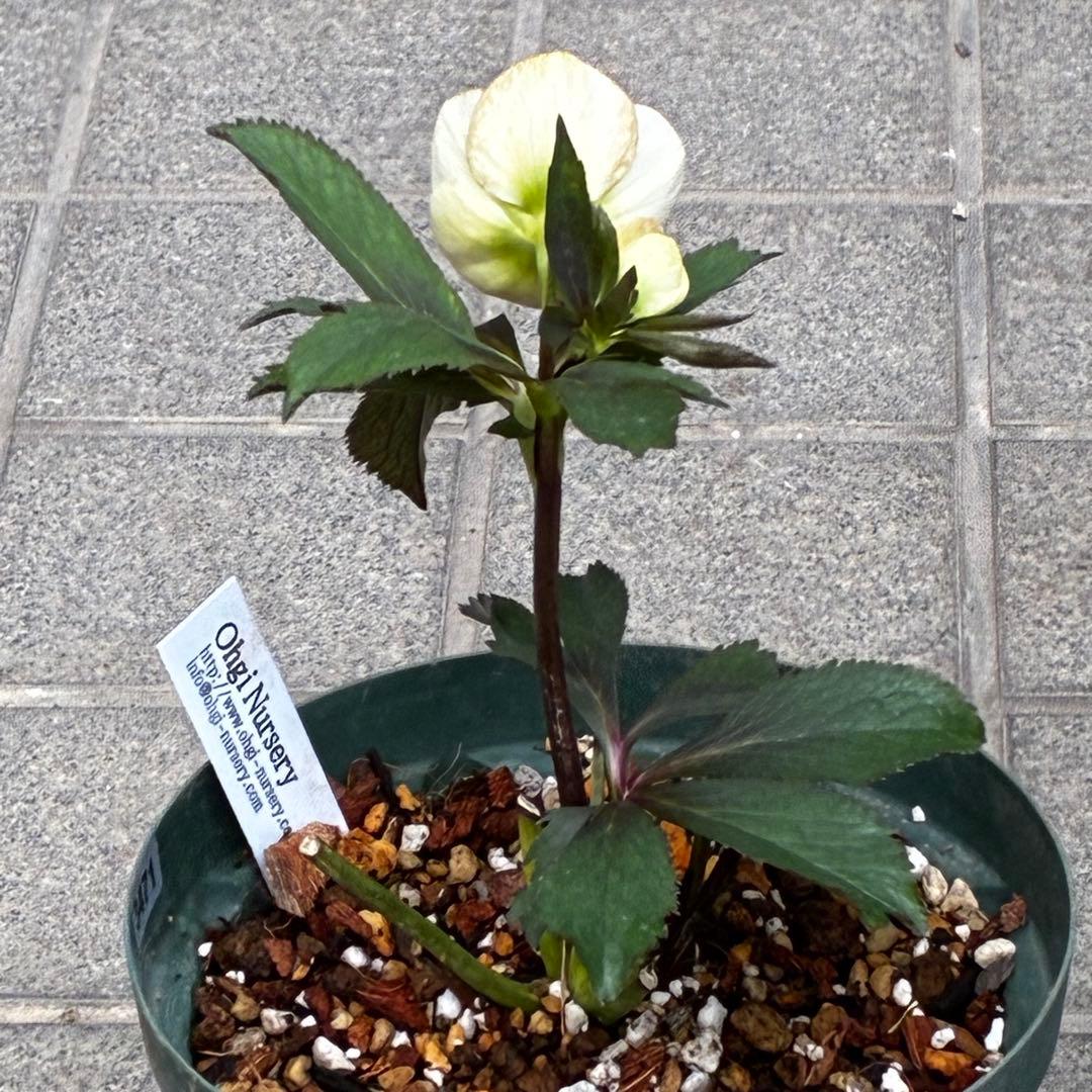 ま*ぎ様 3471☘️花、タグ付き☘️⭐️ポーセリン⭐️繊細柄⭐️小輪⭐️渋葉⭐